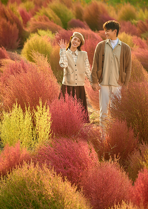 地肤草